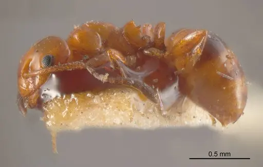 Stigmacros rufa specimen ANTWEB1008352 image antweb1008352_2