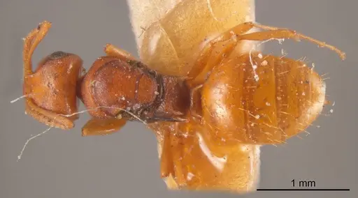 Stigmacros spinosa specimen ANTWEB1008354 image antweb1008354_1