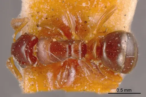 Stigmacros stanleyi specimen ANTWEB1008355 image antweb1008355_1