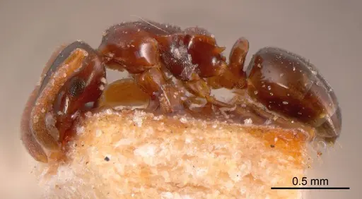 Stigmacros stanleyi specimen ANTWEB1008355 image antweb1008355_2