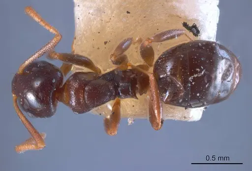 Stigmacros striata specimen ANTWEB1008356 image antweb1008356_1