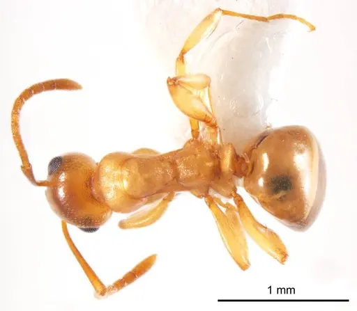 Stigmacros termitoxena specimen ANTWEB1008719 image antweb1008719_1