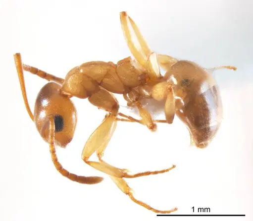 Stigmacros termitoxena specimen ANTWEB1008719 image antweb1008719_4