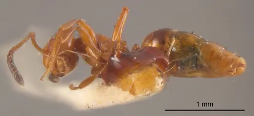 Stigmacros wilsoni specimen ANTWEB1008357 image antweb1008357_1