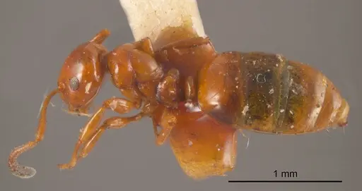 Stigmacros wilsoni specimen ANTWEB1008357 image antweb1008357_2