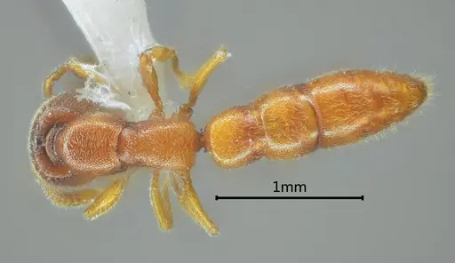 Stigmatomma awa specimen ANTWEB1060487 image antweb1060487_1