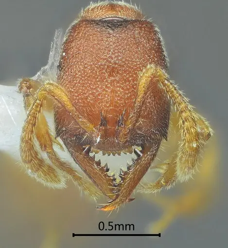 Stigmatomma awa specimen ANTWEB1060487 image antweb1060487_2