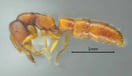 Stigmatomma awa specimen ANTWEB1060487 image antweb1060487_3