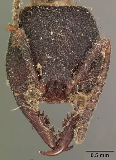 Stigmatomma bellii specimen CASENT0102187 image casent0102187_2