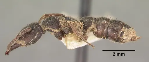 Stigmatomma bellii specimen CASENT0102187 image casent0102187_3