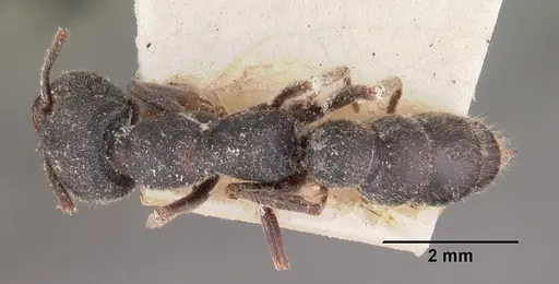 Stigmatomma bellii specimen CASENT0102510 image casent0102510_1
