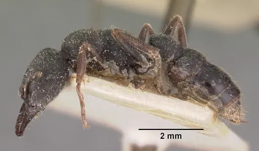 Stigmatomma bellii specimen CASENT0102510 image casent0102510_3
