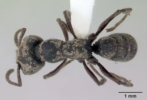 Stigmatomma bellii specimen CASENT0172186 image casent0172186_1