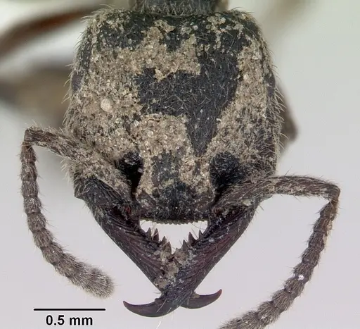 Stigmatomma bellii specimen CASENT0172186 image casent0172186_2