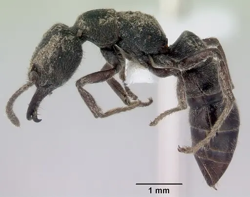 Stigmatomma bellii specimen CASENT0172186 image casent0172186_3