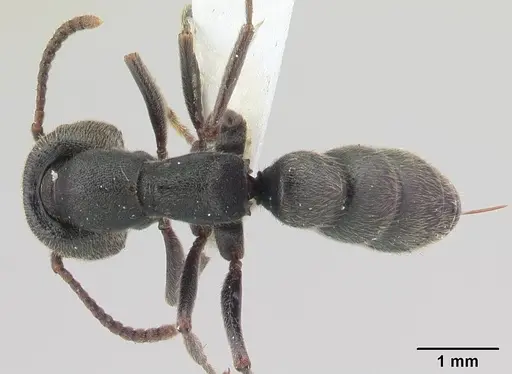 Stigmatomma bellii specimen CASENT0179569 image casent0179569_1