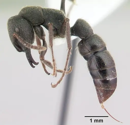 Stigmatomma bellii specimen CASENT0179569 image casent0179569_3