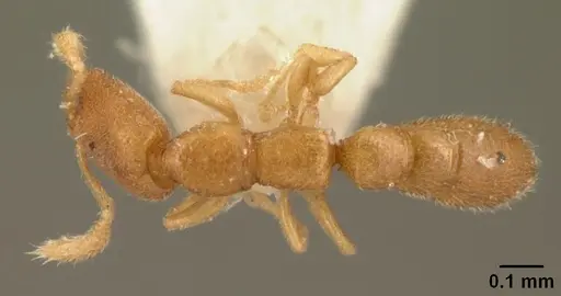 Stigmatomma besucheti specimen CASENT0101816 image casent0101816_1