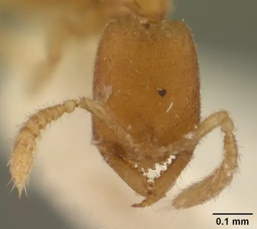 Stigmatomma besucheti specimen CASENT0101816 image casent0101816_2