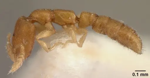 Stigmatomma besucheti specimen CASENT0101816 image casent0101816_3