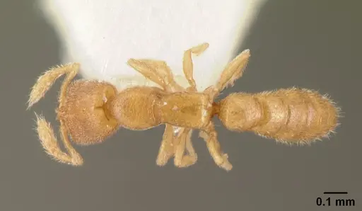 Stigmatomma besucheti specimen CASENT0101900 image casent0101900_1