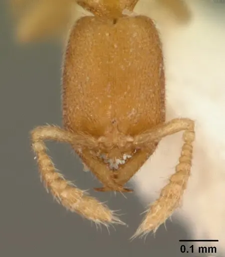 Stigmatomma besucheti specimen CASENT0101900 image casent0101900_2