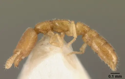 Stigmatomma besucheti specimen CASENT0101900 image casent0101900_3