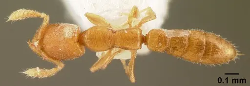 Stigmatomma besucheti specimen CASENT0101970 image casent0101970_1