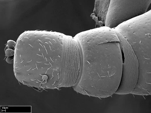 Stigmatomma besucheti specimen CASENT0101970 image casent0101970_2