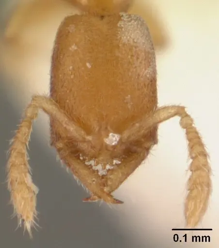 Stigmatomma besucheti specimen CASENT0101970 image casent0101970_3