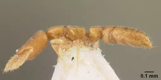 Stigmatomma besucheti specimen CASENT0101970 image casent0101970_5