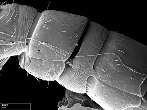 Stigmatomma besucheti specimen CASENT0101970 image casent0101970_6