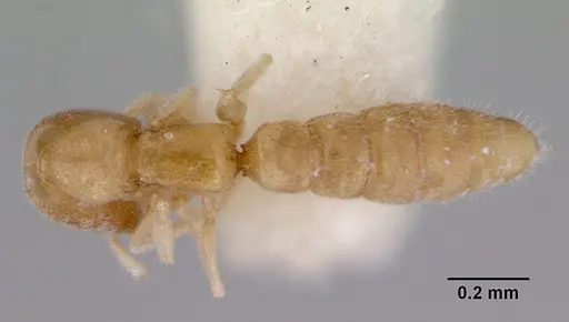 Stigmatomma besucheti specimen CASENT0172194 image casent0172194_1