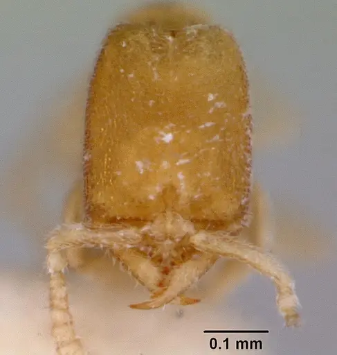 Stigmatomma besucheti specimen CASENT0172194 image casent0172194_2