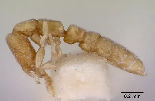 Stigmatomma besucheti specimen CASENT0172194 image casent0172194_3