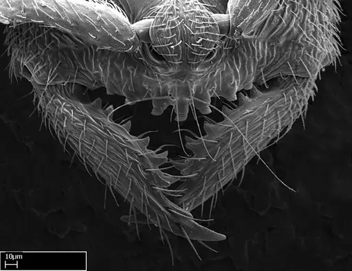 Stigmatomma besucheti specimen CASENT0195513 image casent0195513_1