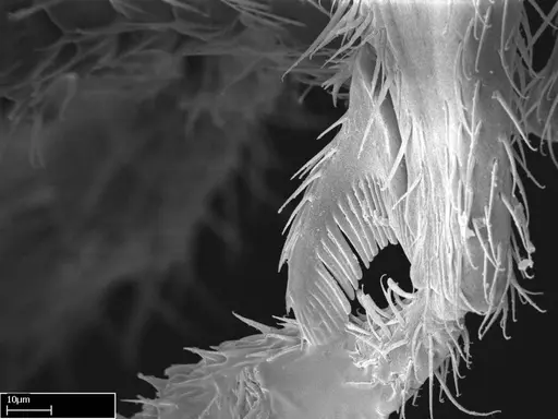 Stigmatomma besucheti specimen CASENT0195513 image casent0195513_2