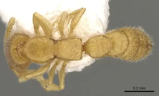 Stigmatomma besucheti specimen CASENT0280650 image casent0280650_1
