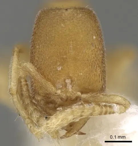 Stigmatomma besucheti specimen CASENT0280650 image casent0280650_2