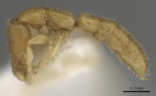 Stigmatomma besucheti specimen CASENT0280650 image casent0280650_3