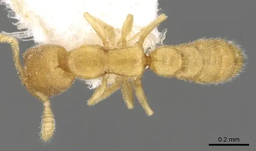 Stigmatomma besucheti specimen CASENT0906833 image casent0906833_1
