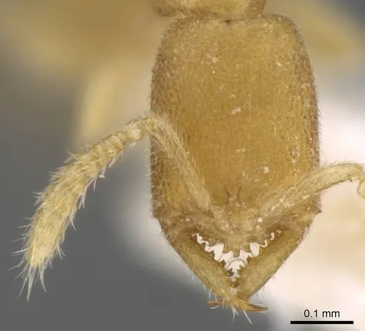 Stigmatomma besucheti specimen CASENT0906833 image casent0906833_2