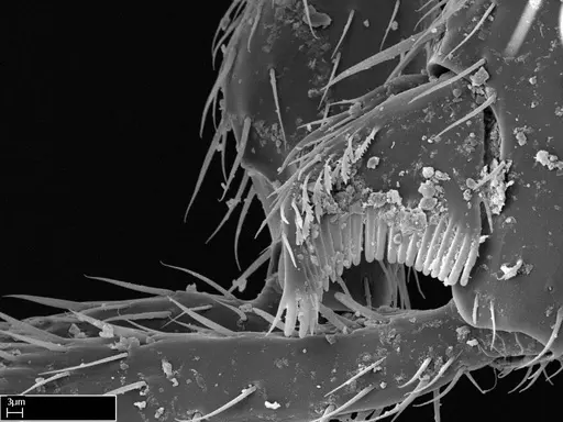 Stigmatomma besucheti specimen CASENT0906833 image casent0906833_4