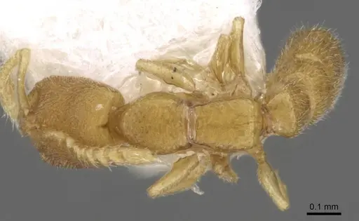 Stigmatomma besucheti specimen CASENT0906834 image casent0906834_1