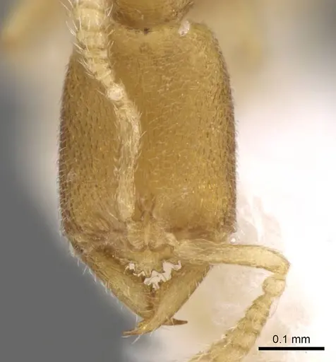 Stigmatomma besucheti specimen CASENT0906834 image casent0906834_2