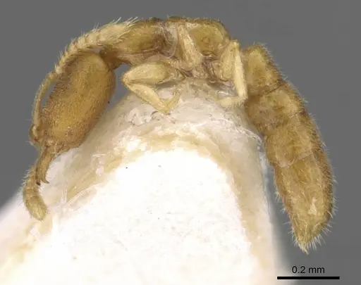 Stigmatomma besucheti specimen CASENT0906834 image casent0906834_3