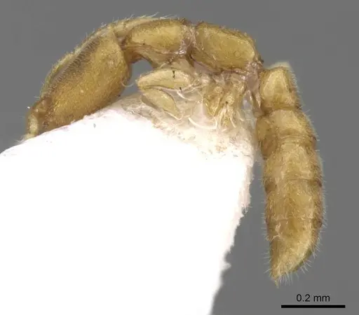 Stigmatomma besucheti specimen CASENT0906834 image casent0906834_4