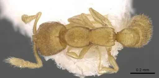 Stigmatomma besucheti specimen CASENT0906835 image casent0906835_1