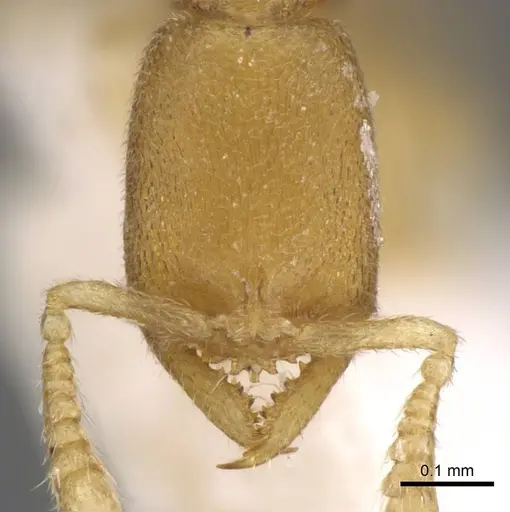 Stigmatomma besucheti specimen CASENT0906835 image casent0906835_2