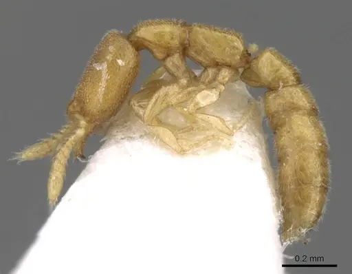 Stigmatomma besucheti specimen CASENT0906835 image casent0906835_3